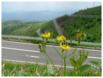 民宿美山のPhoto Galleryへ